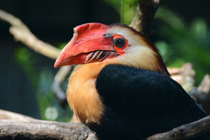 Abate um pássaro belíssimo que está entrando em extinção e o exibe nas redes sociais como troféu: a resposta não se faz esperar - 2