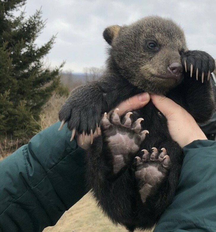 Alla nascita, un orso bruno pesa circa 500 gr. Da adulto può arrivare anche a pesare 1.000 volte di più.