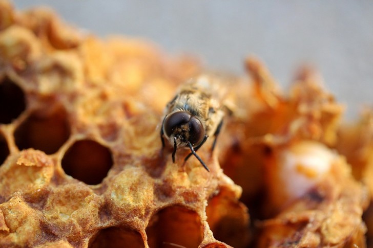 7. Non producono solo miele