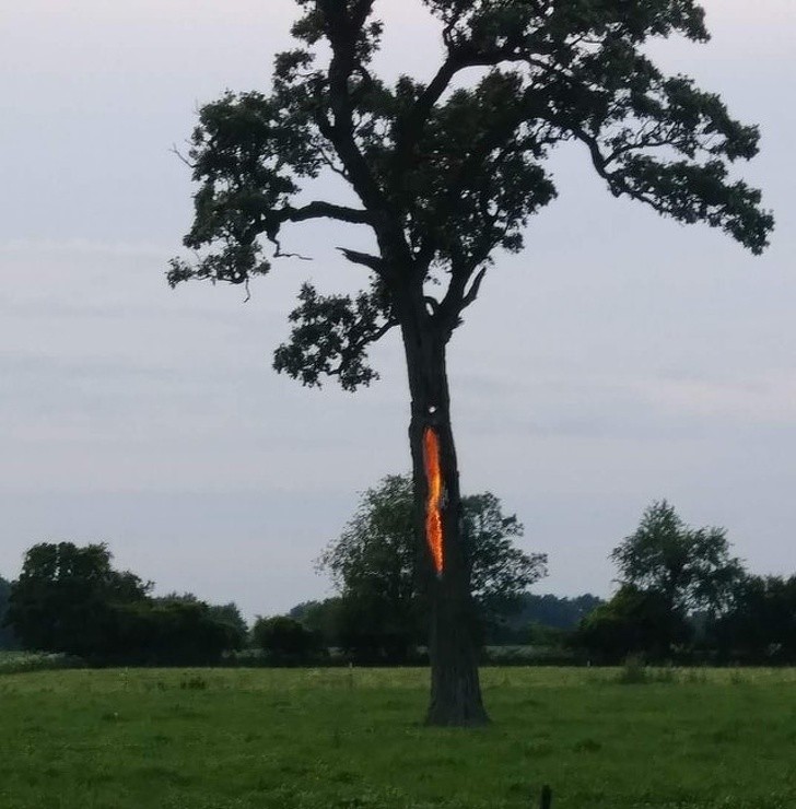 Un albero colpito da un fulmine tre ore prima che questa foto è stata scattata