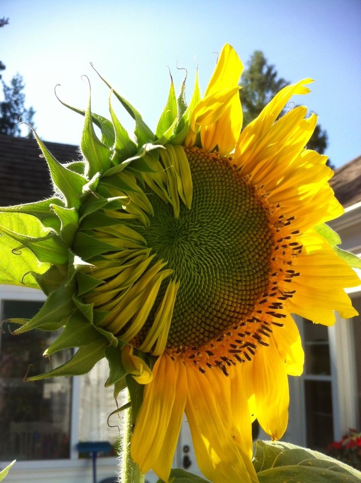 Diese besondere Sonnenblume hätte Van Gogh neidisch gemacht!