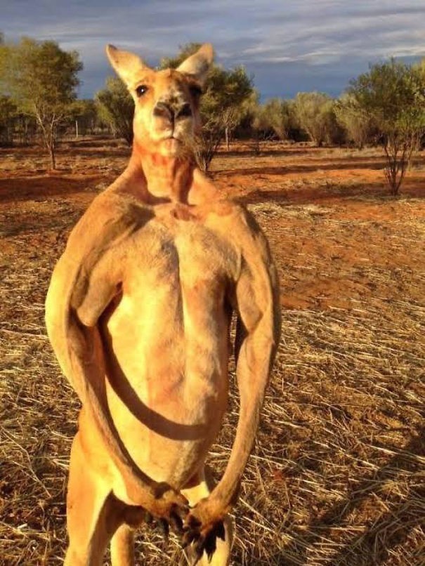1. Kängurus können eine sehr entwickelte Muskulatur haben.... vergleichbar mit dem eifrigsten Pumper im Fitnessstudio