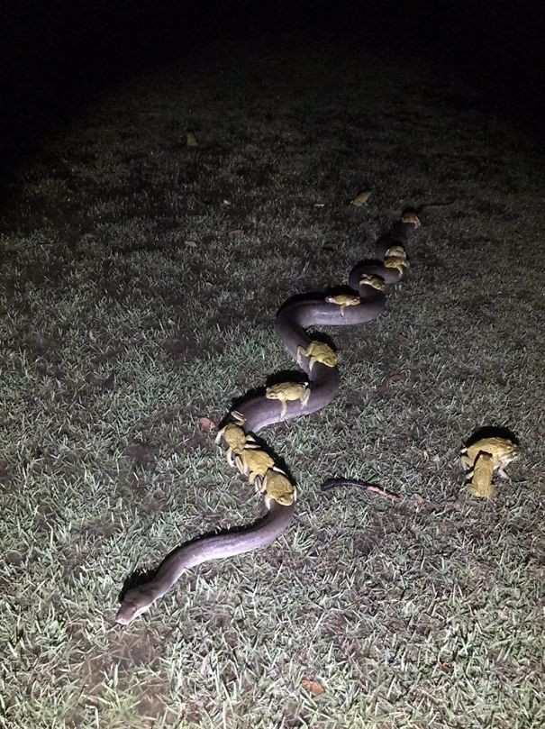 10. Rien de particulier, juste quelques crapauds transportés par un python...