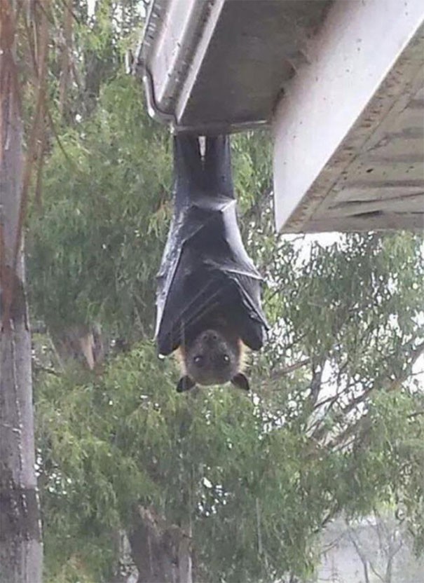 4. Ein grauköpfiger Flughund, eine australische Fledermaus