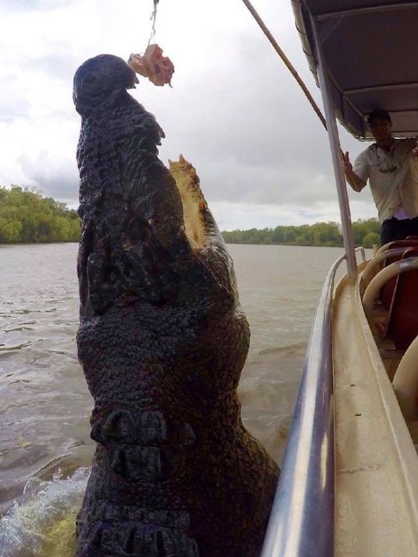 8. Un crocodile d'eau salée de 6 mètres de long.