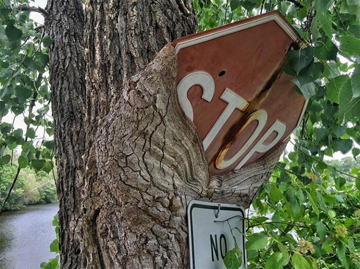 1. Un panneau routier avalé par un arbre : l'inscription "stop" est curieuse, l'arbre semble s'en désintéresser totalement...