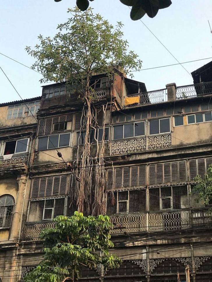 9. Dieser heilige Baum hat ein 5-geschossiges Gebäude in Kalkutta in Besitz genommen.