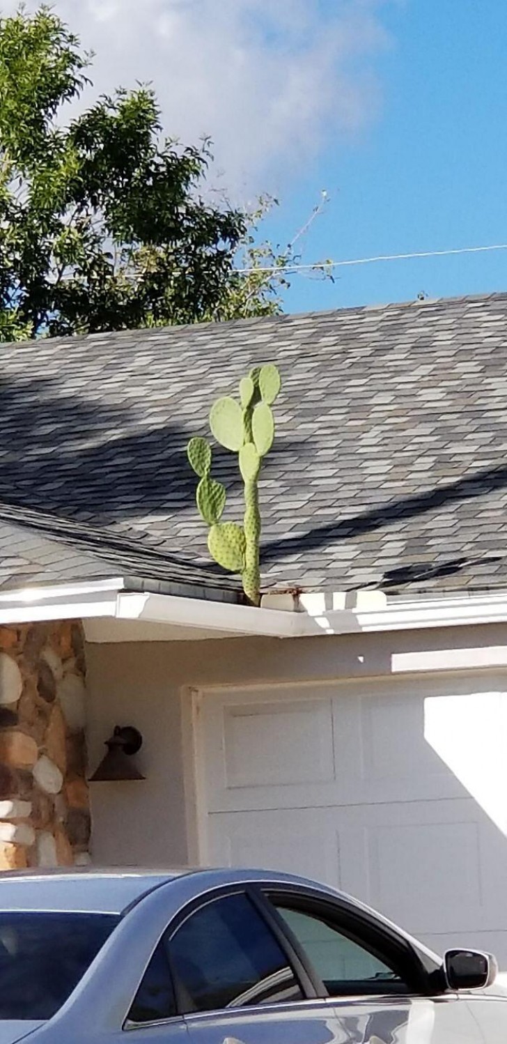 13. Ce cactus a clairement fait comprendre qui était le chef