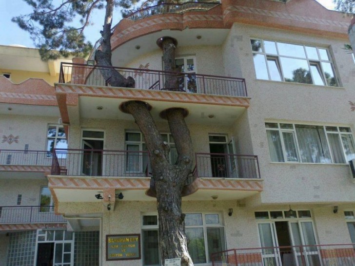 
Diese Balkone, die zusammen mit dem gewundenen Stamm dieses Baumes bestiegen wurden, scheinen perfekt für die abenteuerlustigsten Katzen zu sein. 
