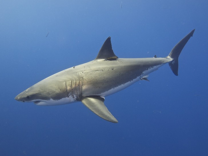 8. Le génome du requin blanc a été décodé