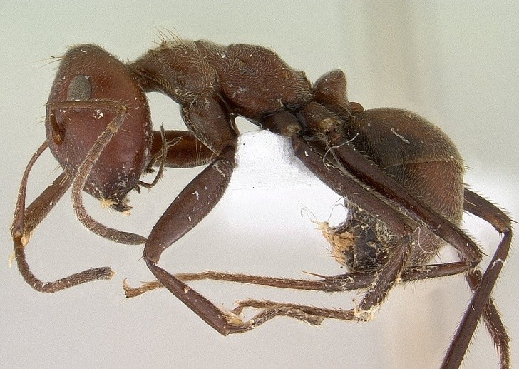 2. Diese "Kamikaze"-Ameise (Componotus saundersi) zerspringt in Teile und verspritzt eine klebrige Flüssigkeit, wenn sie im Kampf verliert, um den Feind zu blockieren...