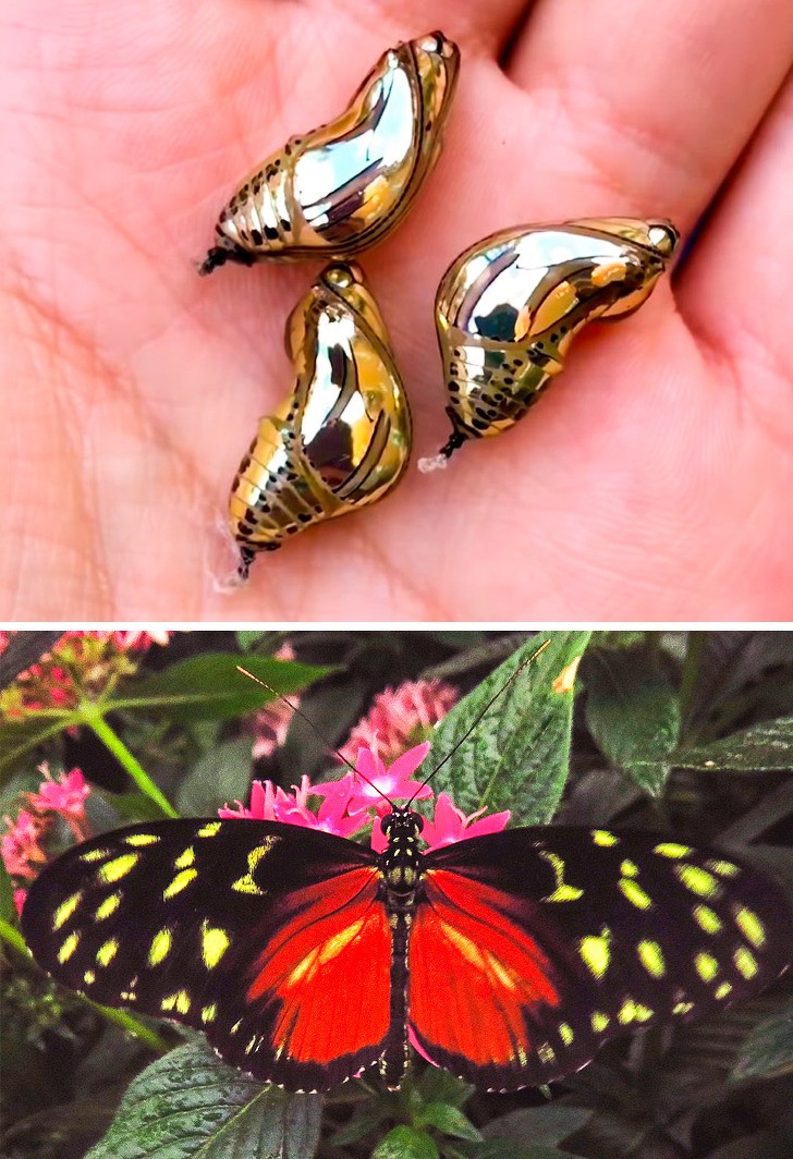3. Ces larves de Thitorea Terracina ressemblent à de véritables bijoux en or !