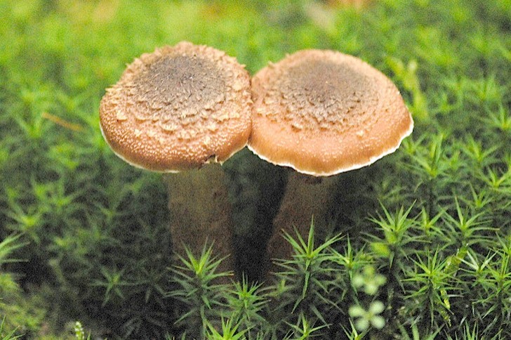 5. Der Armillaria Ostoyae Pilz ist der größte lebende Organismus der Erde: Eines seiner in Oregon gefundenen Exemplare war 2400 Jahre alt und bedeckte 8,8 Quadratkilometer!