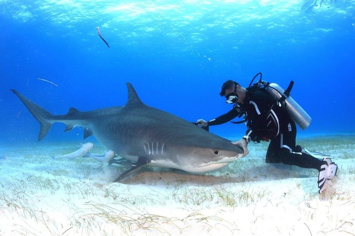6. Si vous osez frotter le nez d'un requin, il peut tomber en transe et devenir absolument inoffensif !