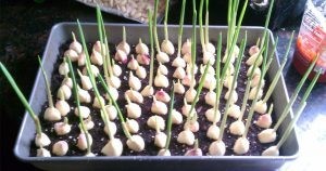 4. In generale la raccolta dell'aglio deve avvenire quando la pianta si è seccata del tutto (quindi in piena estate), anche se all'occorrenza potete raccoglierlo anche un po' prima.