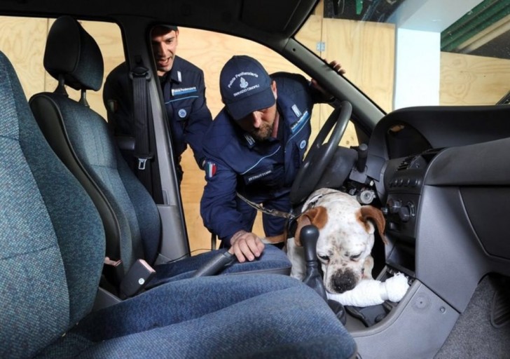 Asti: la scuola per cani poliziotto sceglie di arruolare solo gli animali dei canili - 1