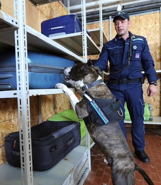 Asti: la scuola per cani poliziotto sceglie di arruolare solo gli animali dei canili - 2