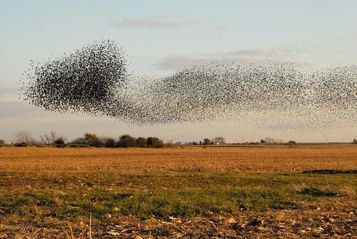 3. Die Formen, die Vogelschwärme beim Fliegen annehmen können, sind Phänomene, die nie aufhören zu verblüffen!