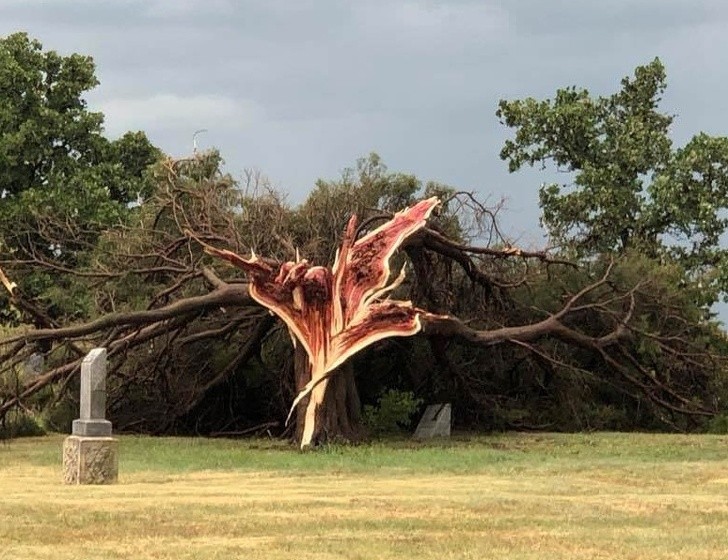 12. Un cèdre fendu en deux après une tempête, au Kansas