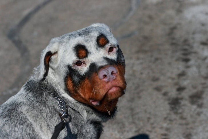 11. Mai visto un cane così particolare