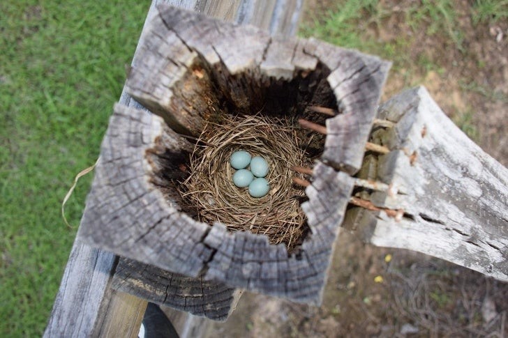 21. Er is een schattig nestje gebouwd bovenin dit hek