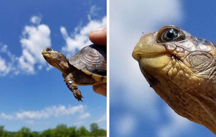 4. Een schitterende schildpad met blauwe ogen