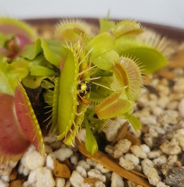 6. Une guêpe capturée par une plante carnivore