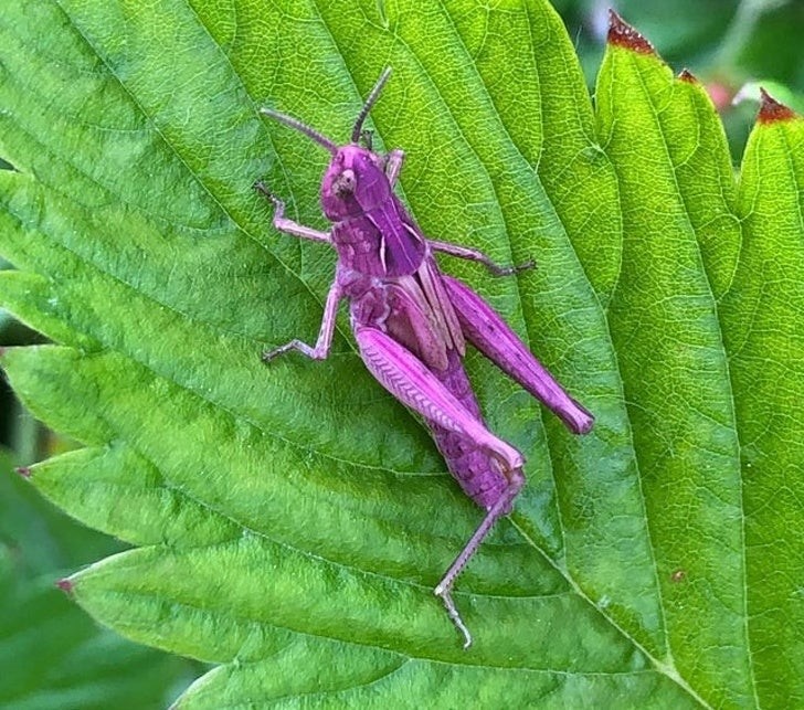 8. Une sauterelle d'une couleur inhabituelle