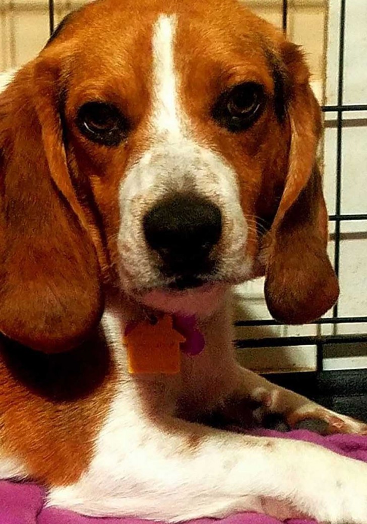 Un homme sauve un beagle de l'euthanasie... et lui le remercie avec toute la douceur dont il est capable - 6