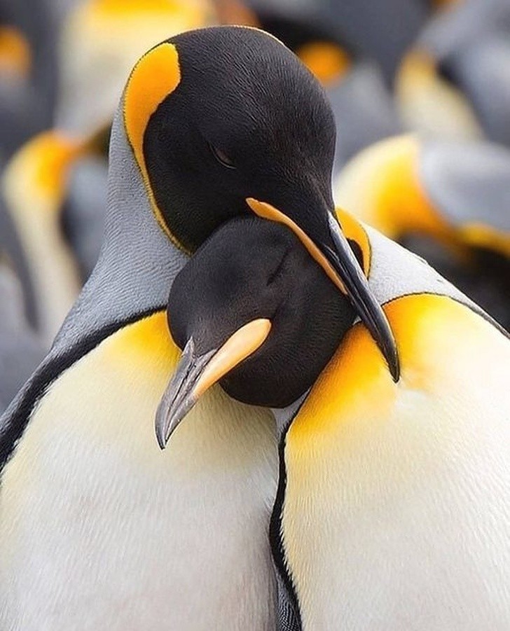 16.¡Incluso los pingüinos tienen necesidad de un abrazo!