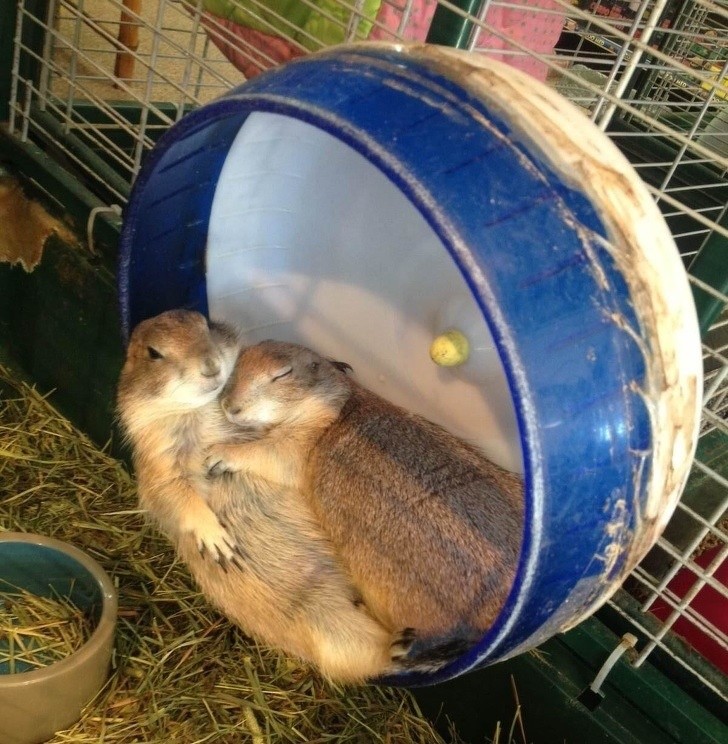 3. Twee kleine verliefde marmotten