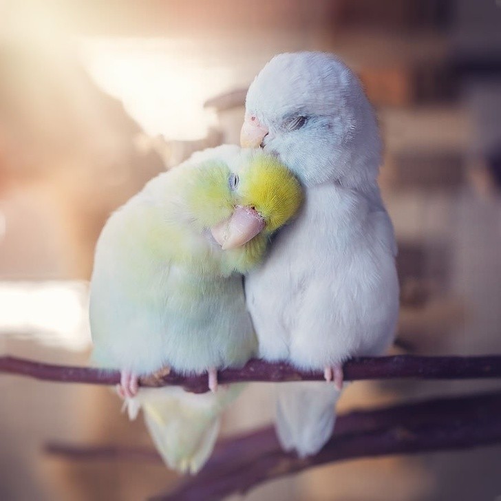 5. Ett väldigt gulligt par med små papegojor som lyser upp din dag