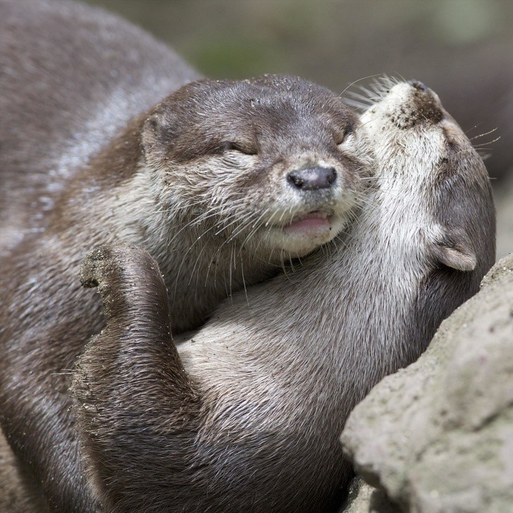 8. Diese Otter sind sehr zärtlich