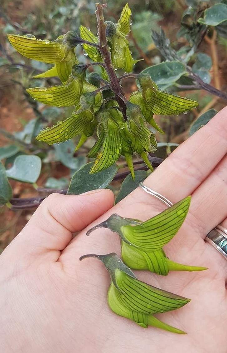 Diese sehr seltenen Blumen sehen aus wie echte Kolibris!