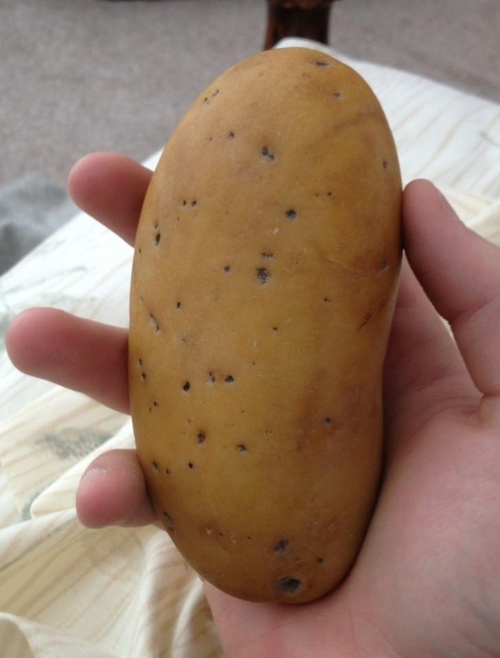 Es ist keine reife Kartoffel, sondern ein Stein...