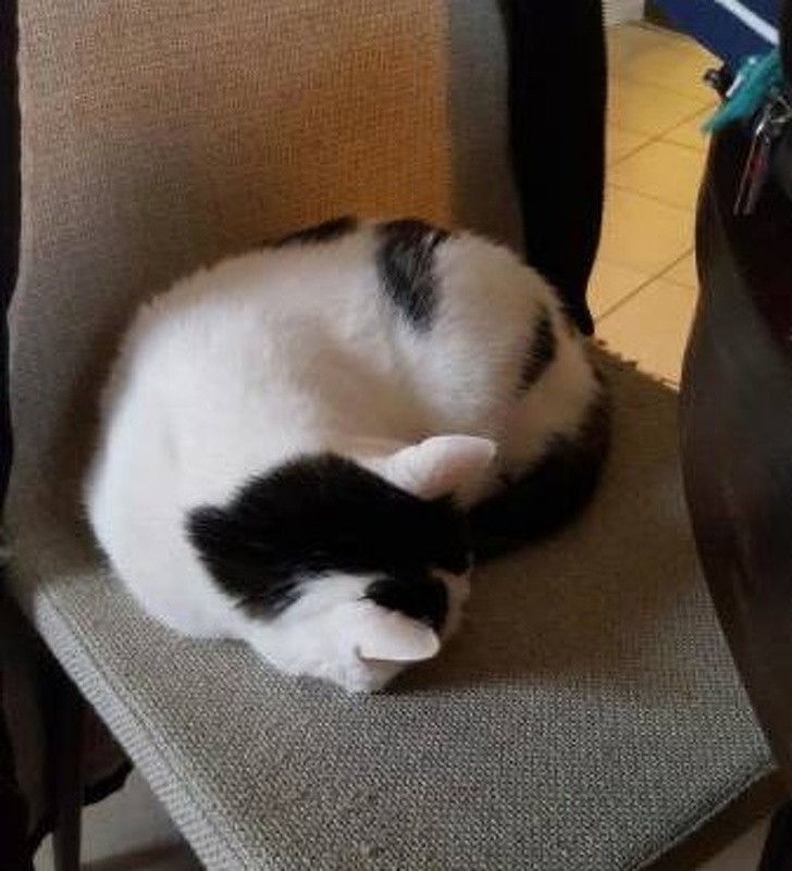Ein Panda? Nein, es ist eine Katze, die sich in einem Stuhl zusammengerollt hat.