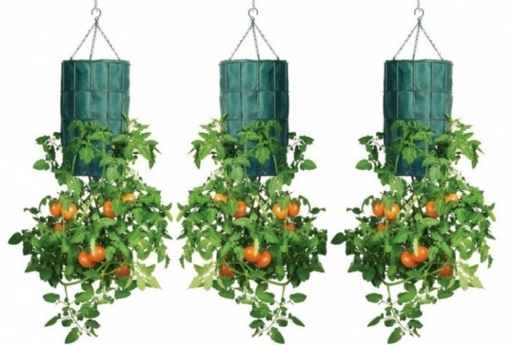 Come trasformare il vostro balcone in un orto coltivando i pomodori in bottiglie di plastica - 1