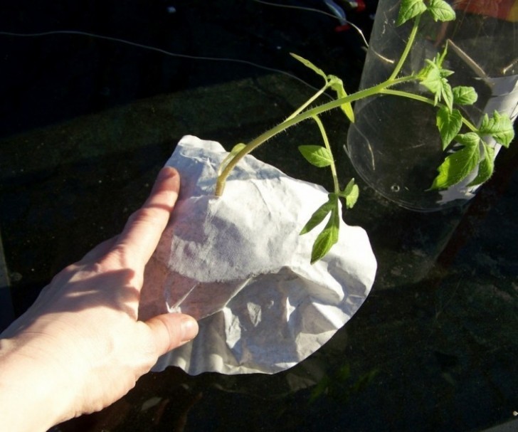 6. Proteggete le radici della pianta di pomodoro avvolgendole con il filtro di caffè