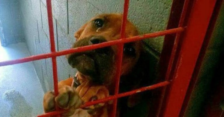 Scattano in canile una foto di questo cane con le lacrime agli occhi: poco dopo la foto gli cambierà la vita - 1