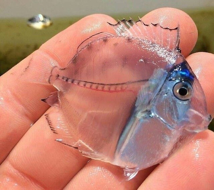 2. Il pesce chirurgo trasparente