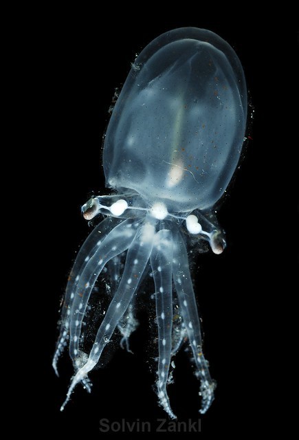 4. Vitreledonella Richardi est aussi connue sous le nom de pieuvre de verre