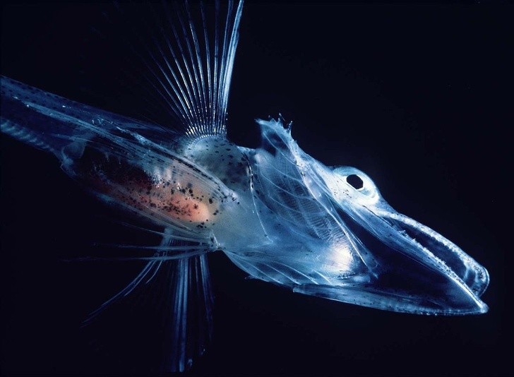 5. Il pesce di ghiaccio è tra i pochi che vivono nelle gelide acque dell'Antartide