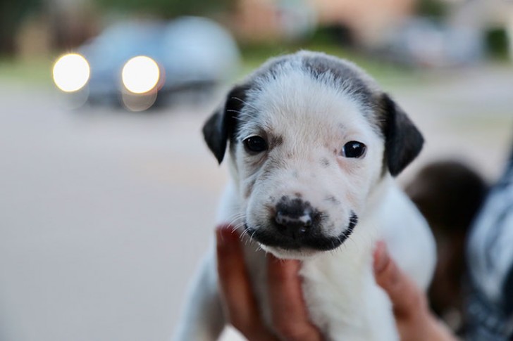 Ecco a voi Salvador Dolly: la bellissima cucciola con i baffi alla Dalì che ha conquistato migliaia di persone - 5