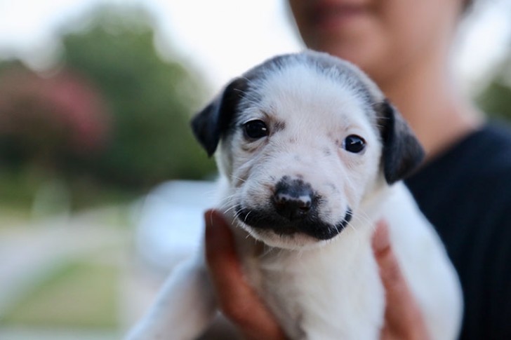 Ecco a voi Salvador Dolly: la bellissima cucciola con i baffi alla Dalì che ha conquistato migliaia di persone - 8