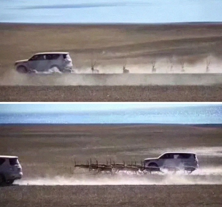 These tourists in their SUVs chase for fun a group of Tibetan antelopes that are an endangered species.