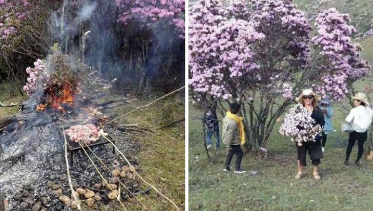 Gli alberi di azalea completamente spogliati dei suoi fiori da alcuni turisti in Cina