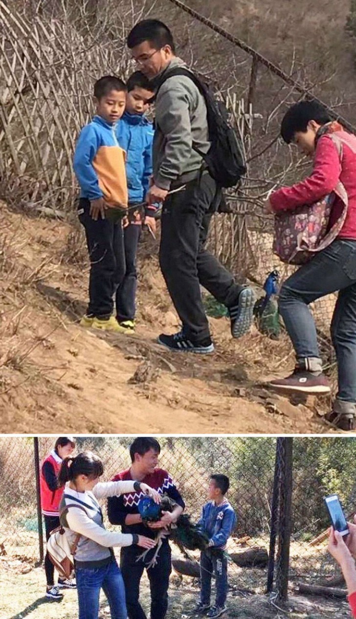 These tourists plucked and stole the feathers of peacocks in the Beijing Zoo.