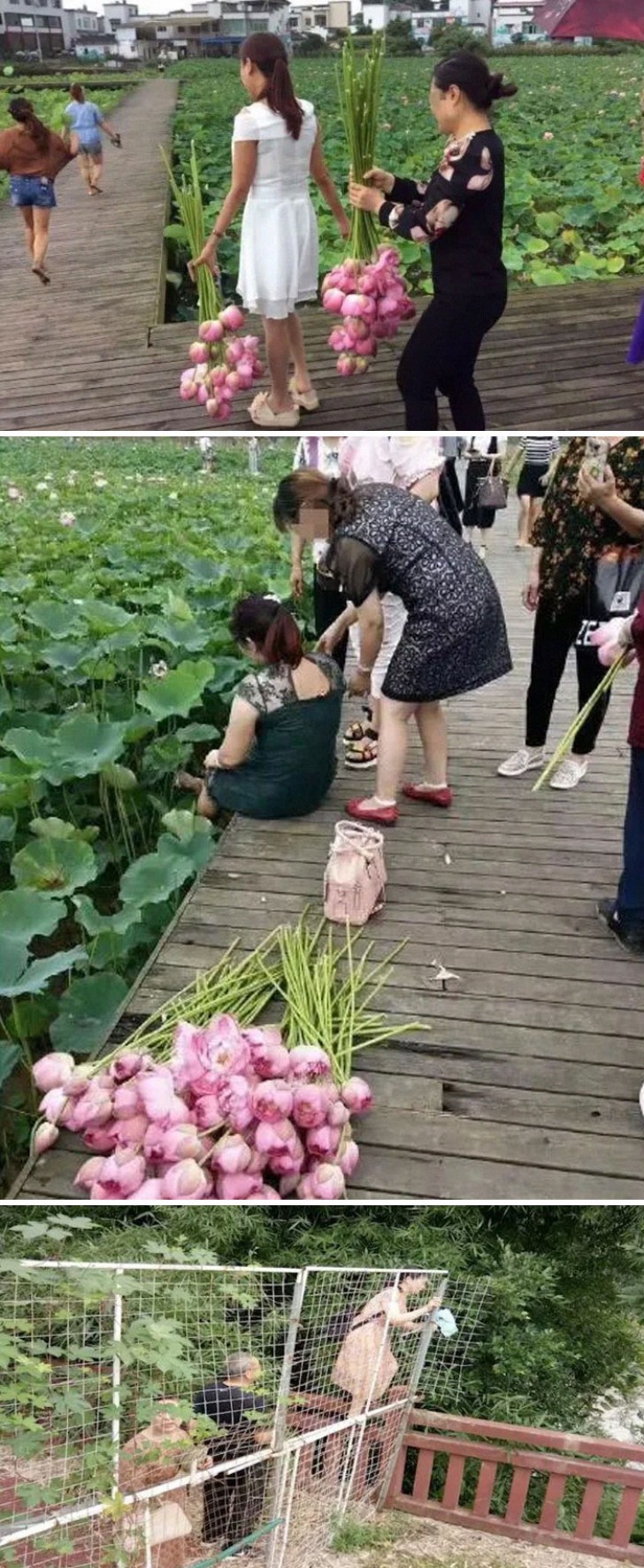 En el Eco Park de Sichuan en China los turistas deshojan todas las flores de loto de sus pétalos...