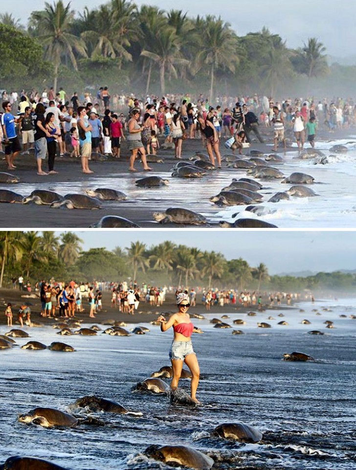 On the Ostional Beach in Costa Rica, tourists on the beach prevent sea turtles from nesting.