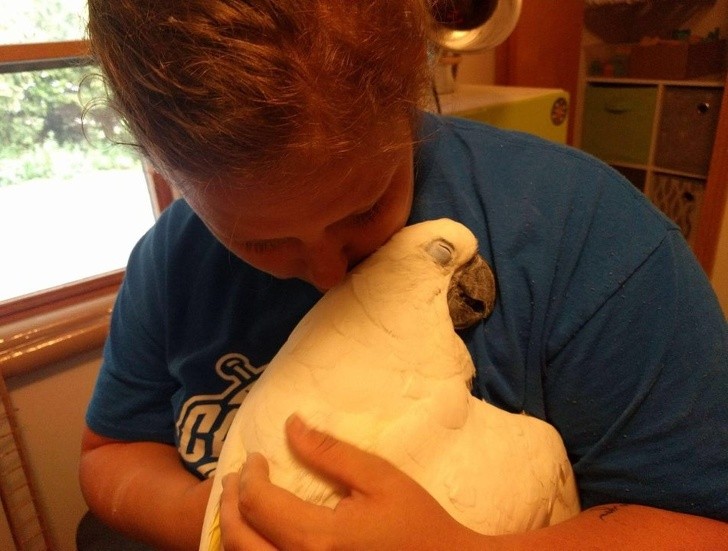 10. "My sister went away for two weeks. On her return, here's how her cockatoo bird greeted her."